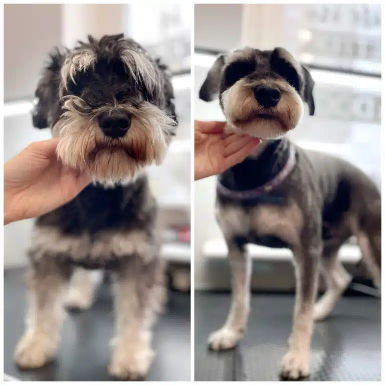 Колаж з перевтіленням цвергшнауцера, для якого власники обрали дуже коротку довжину шерсті та круглу мордочку