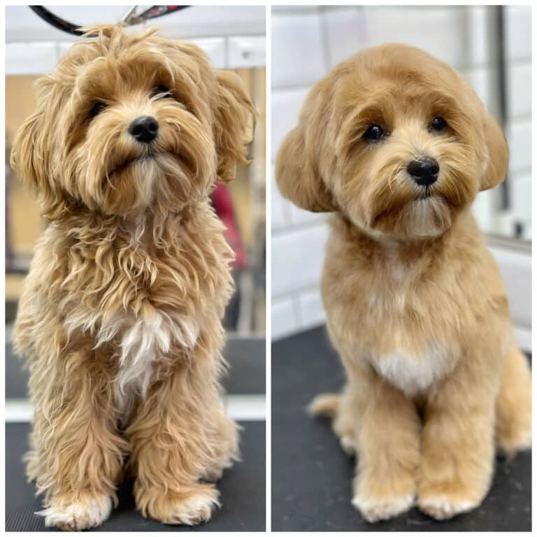 Колаж з перевтіленням мальтіпу, на якому видно результат стрижки грумера