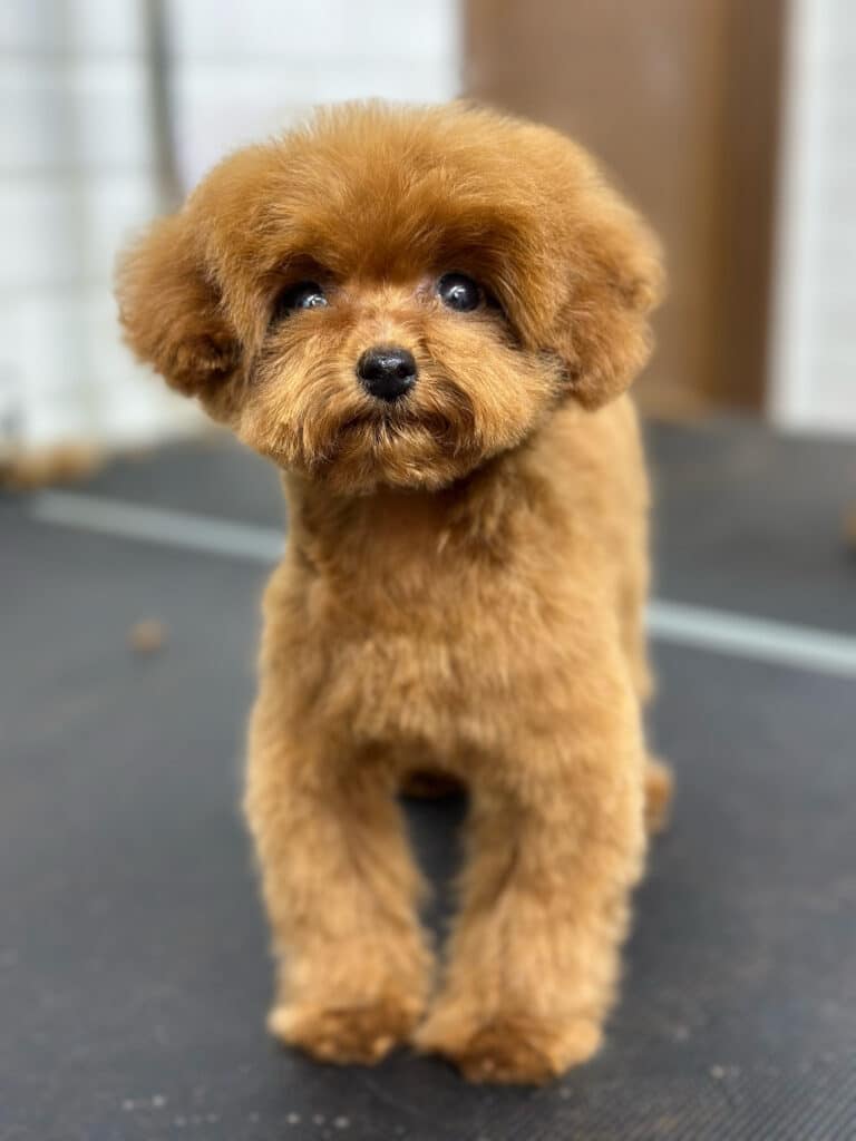 Мальтіпу з овальною головою має короткі вушка та невелику плюшку після стрижки в салоні