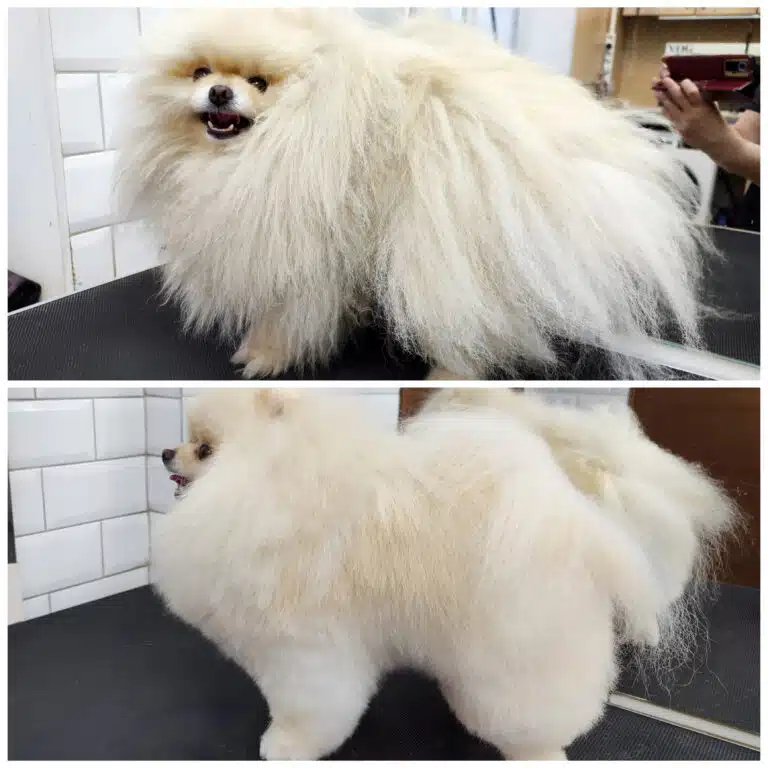Колаж зі стрижкою кремового шпіца, який прийшов з сухою та брудною шерстю
