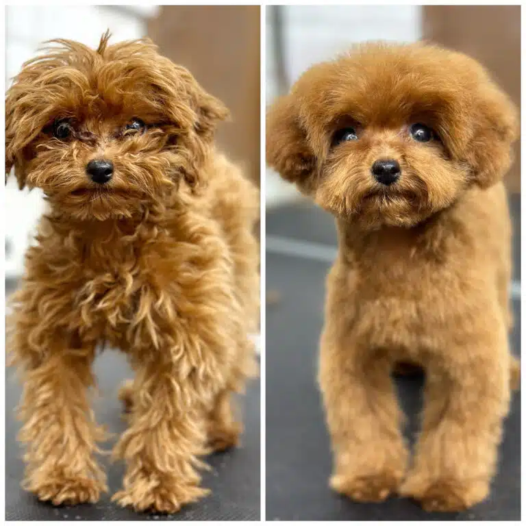 Колаж зі стрижкою мальтіпу, на якому видно чисту та доглянуту шерсть навколо очей