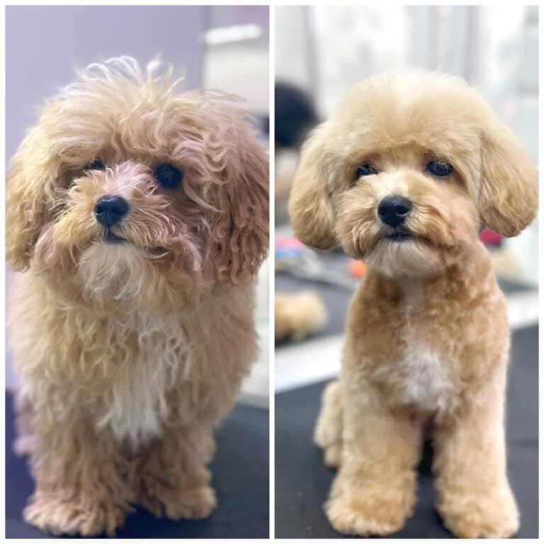 Колаж з результатом стрижки маленького мальтіпу, який став миліший