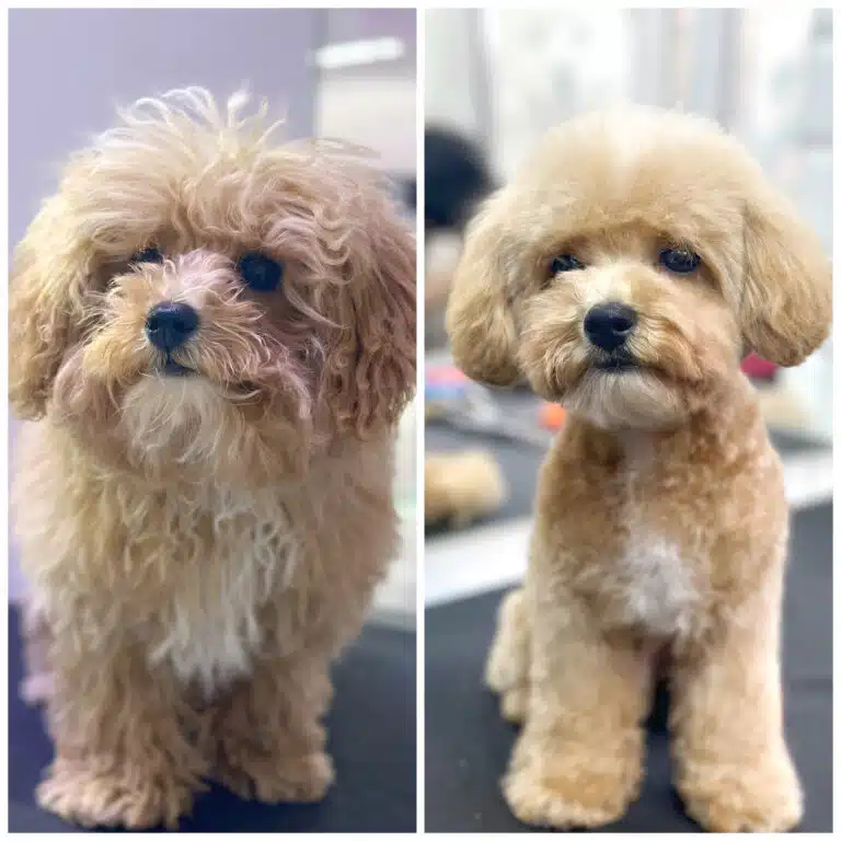 Колаж з результатом стрижки маленького мальтіпу, який став миліший