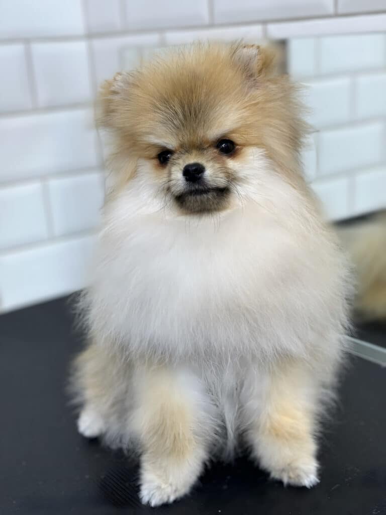 Цуценя шпіца має пухку шерсть на голові, аж вушок не видно