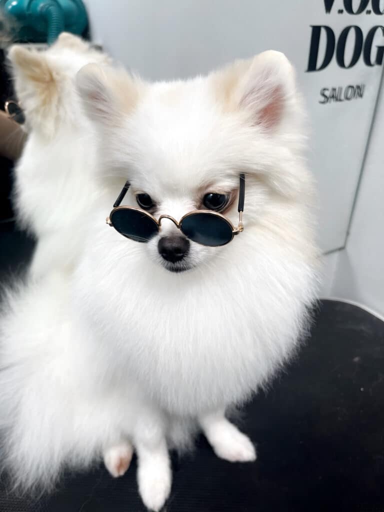 Шпіц з тонкими білими лапками має на голові вдягнені чорні окуляри