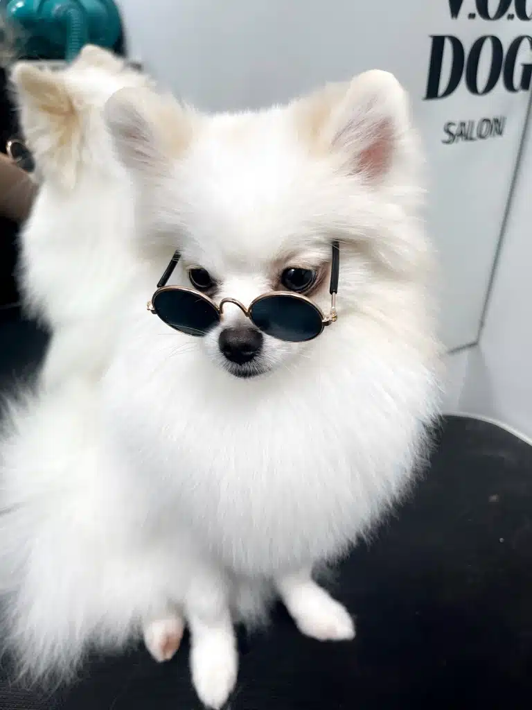 Шпіц з тонкими білими лапками має на голові вдягнені чорні окуляри