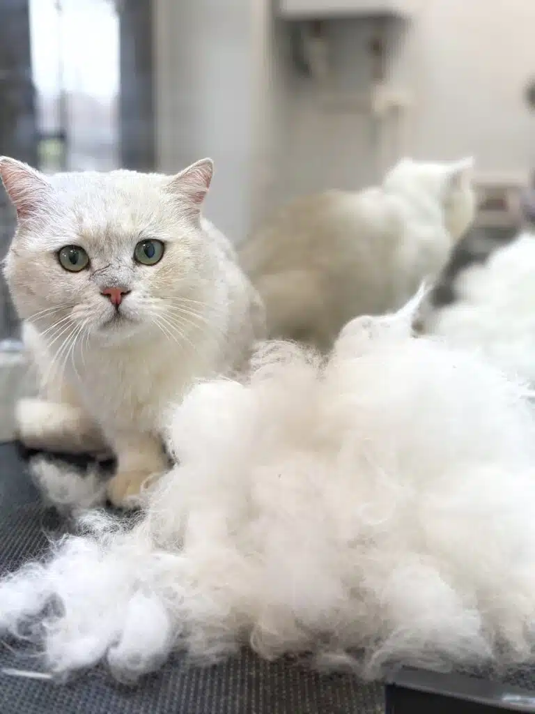 Світлий кіт з зеленими очима присів перед горою вичесаного підшерстя на столі