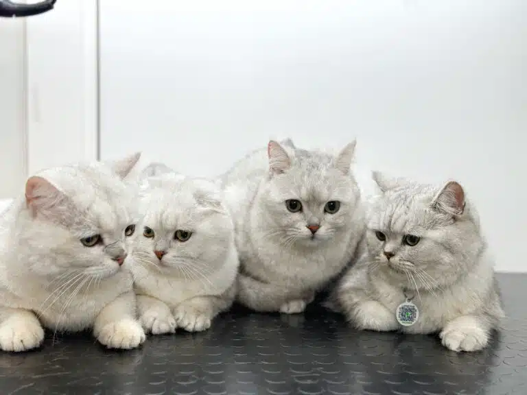 Чотири британських шиншили лежать на одному столі в кімнаті з білими стінами