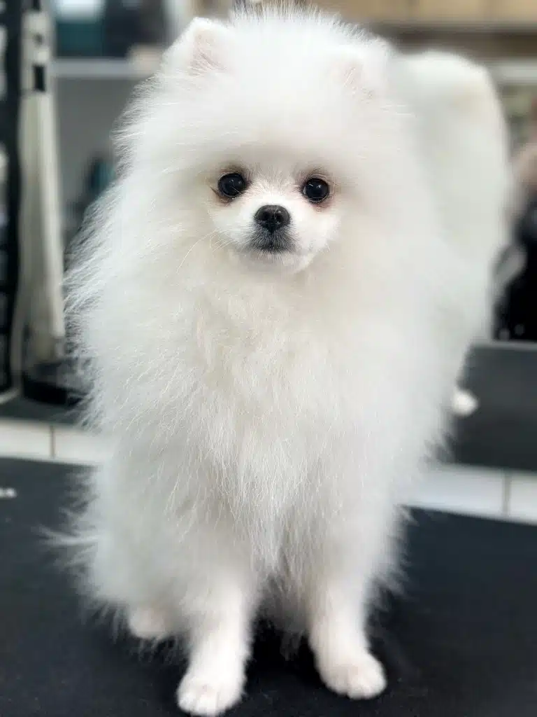 Цуценя білого шпіца має пухку шерсть, яку грумер викупав та розчесав