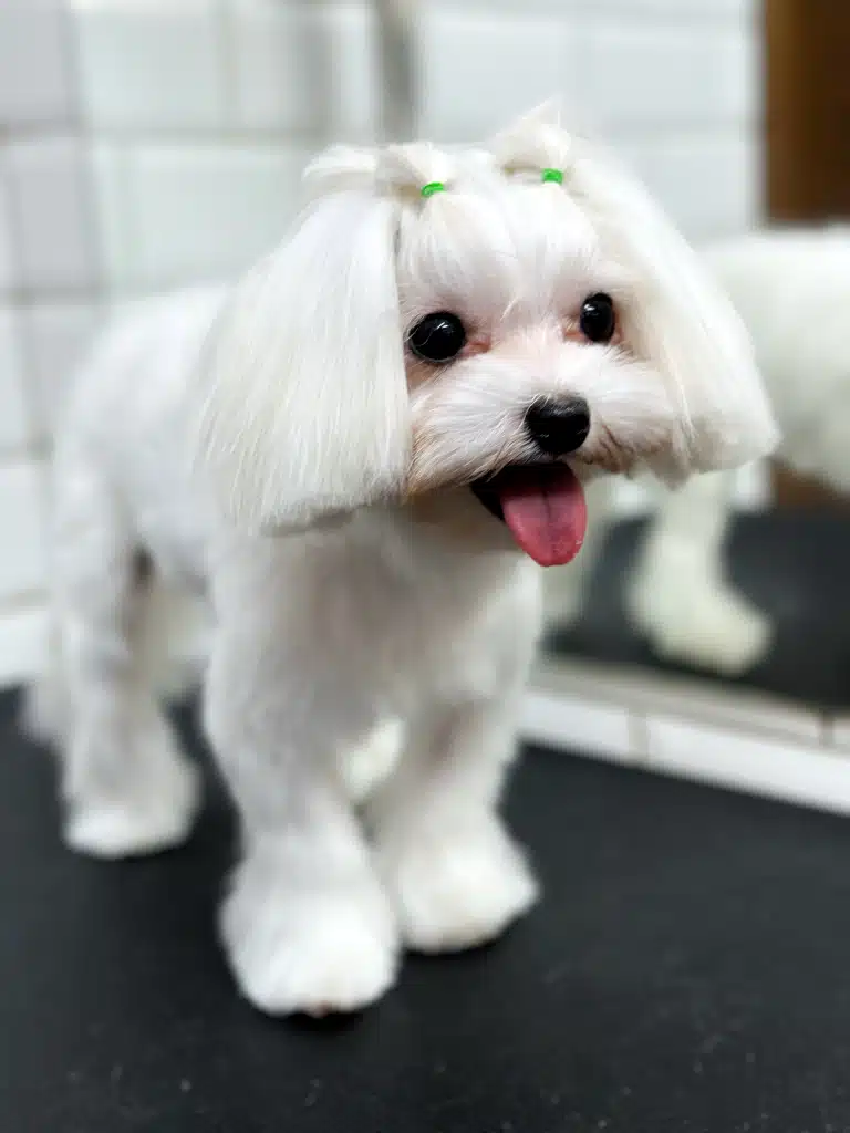 Мальтезе з вдома хвостиками, які зав'язали зеленими резинками