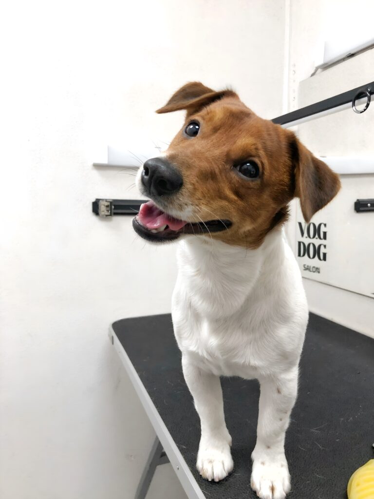 Джек-рассел з білим тулубом та коричнево головою стоїть на чорному столику з сріблястим обідком