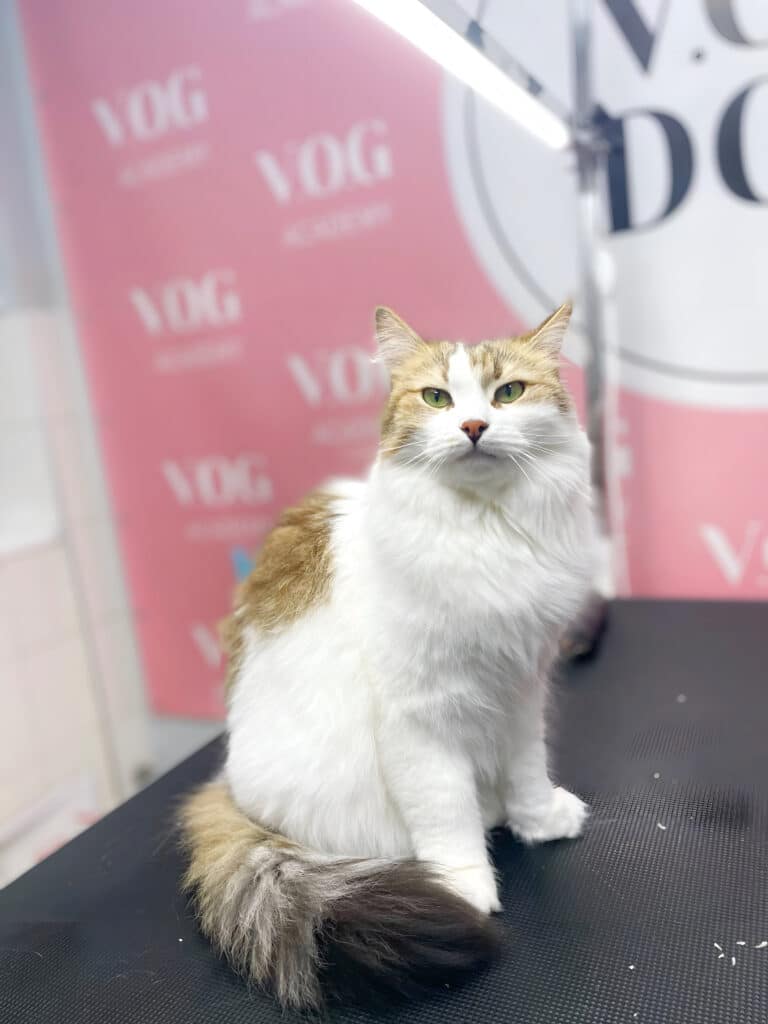 Світлий кіт з темним кінчиком на пухнастому хвості поважно сидить під світлом лампи