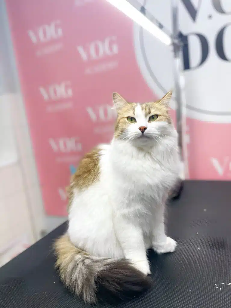 Світлий кіт з темним кінчиком на пухнастому хвості поважно сидить під світлом лампи