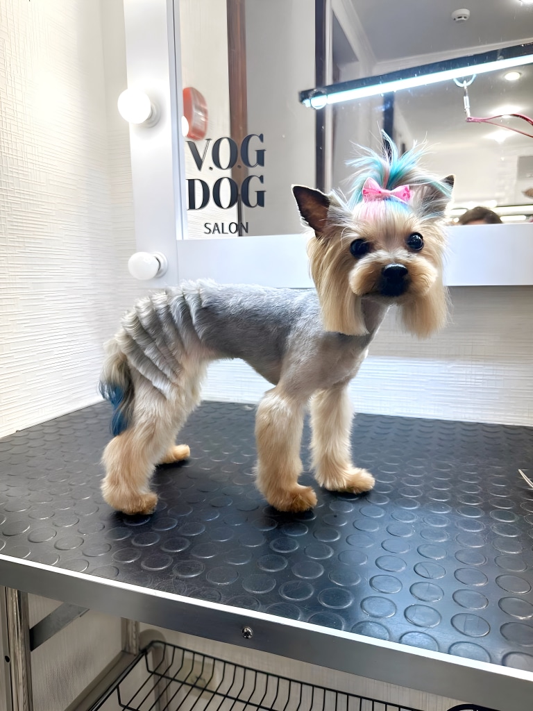 Йорк з креативною стрижкою та фарбуванням стоїть біля дзеркала з круглими лампочками