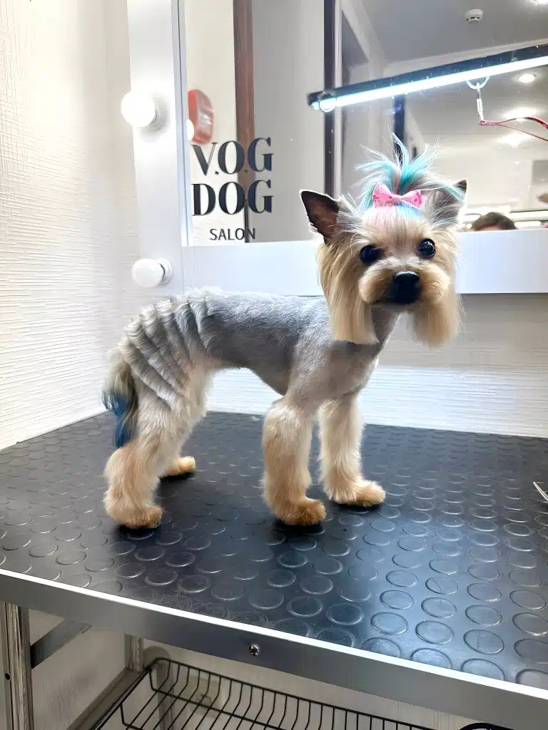 Йорк з креативною стрижкою та фарбуванням стоїть біля дзеркала з круглими лампочками