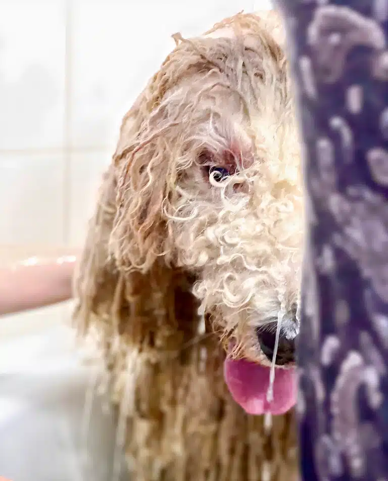 Лабрадудль в ванні дивиться вниз, поки вода стікає по шерсті