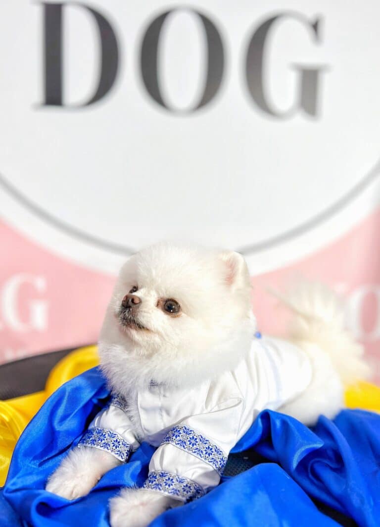 Шпіц у вишиванці лежить навпроти банера на столику з прапором