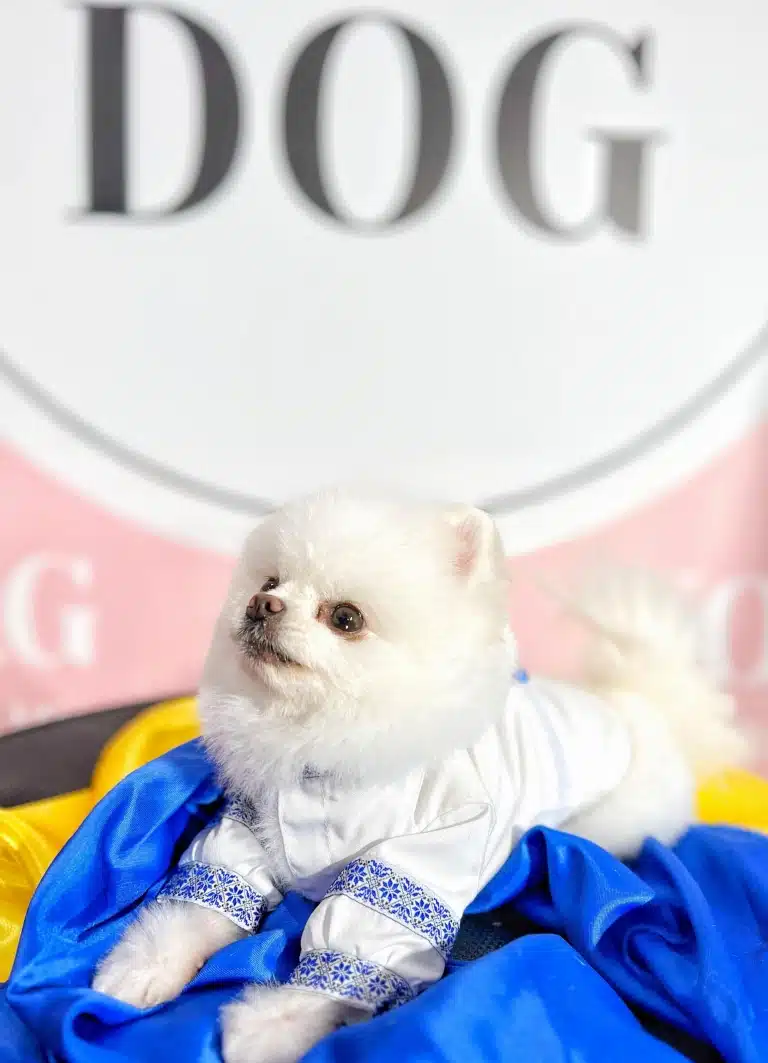 Шпіц у вишиванці лежить навпроти банера на столику з прапором