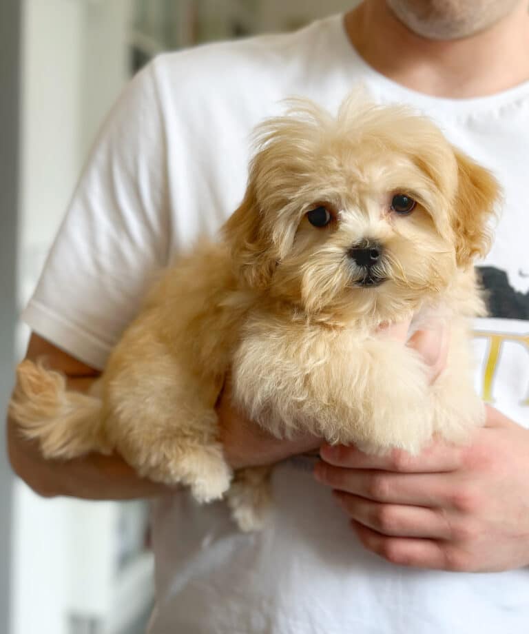 Цуценя мальтіпу з золотою шерстю лежить на правій руці чоловіка в білій футболці