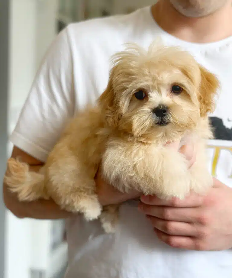 Цуценя мальтіпу з золотою шерстю лежить на правій руці чоловіка в білій футболці