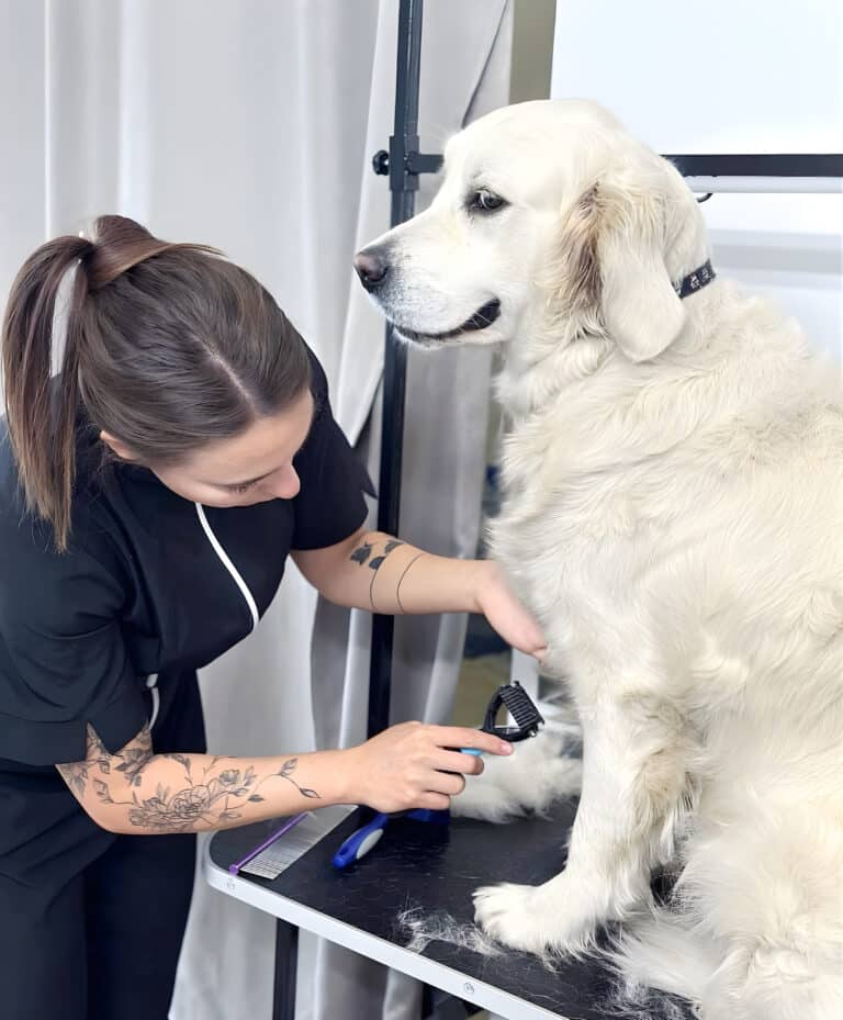 Дівчина в чорному комбінезоні ковтунорізом прочісує шерсть на передній лапі білого лабрадора