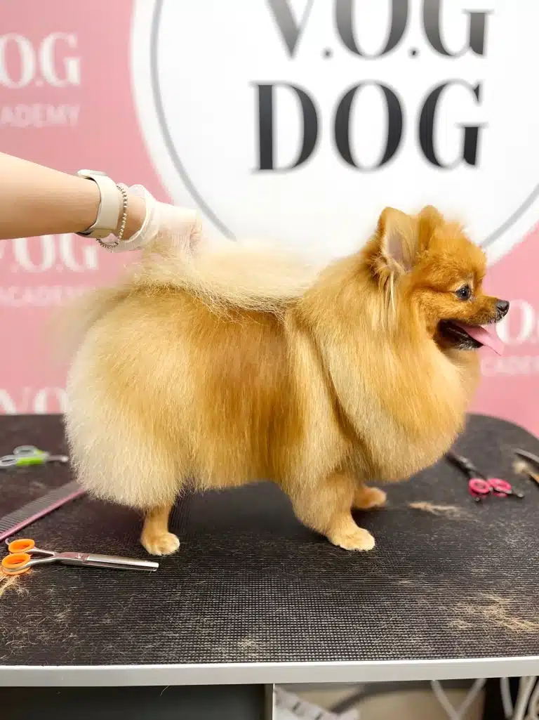 Грумер тримає хвостик шпіца на спині, щоб показати стрижку спіднички