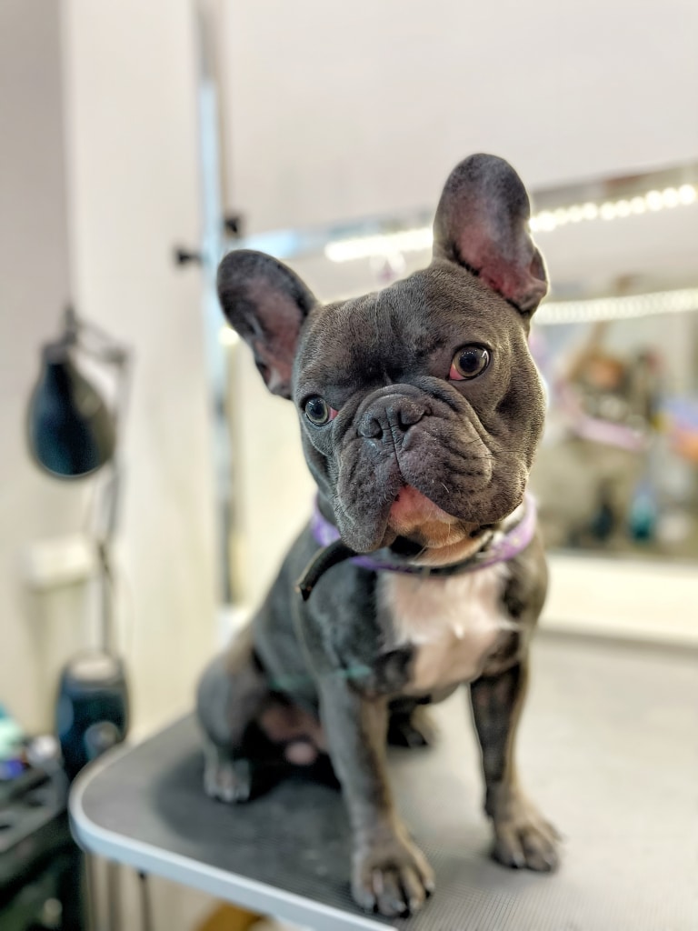 Сірий французький бульдог з білою грудкою сидить на краю стола, спиною до підсвіченого дзеркала