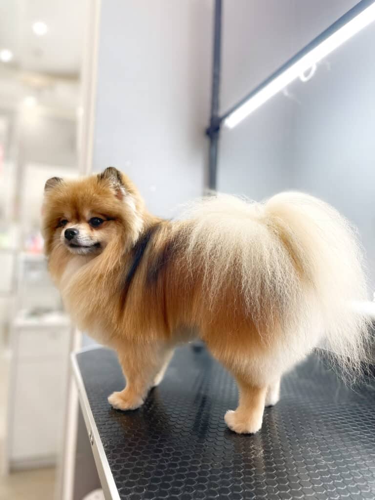 Шпіц став так, щоб було видно його пухнастий хвіст та ідеальні лінії стрижки