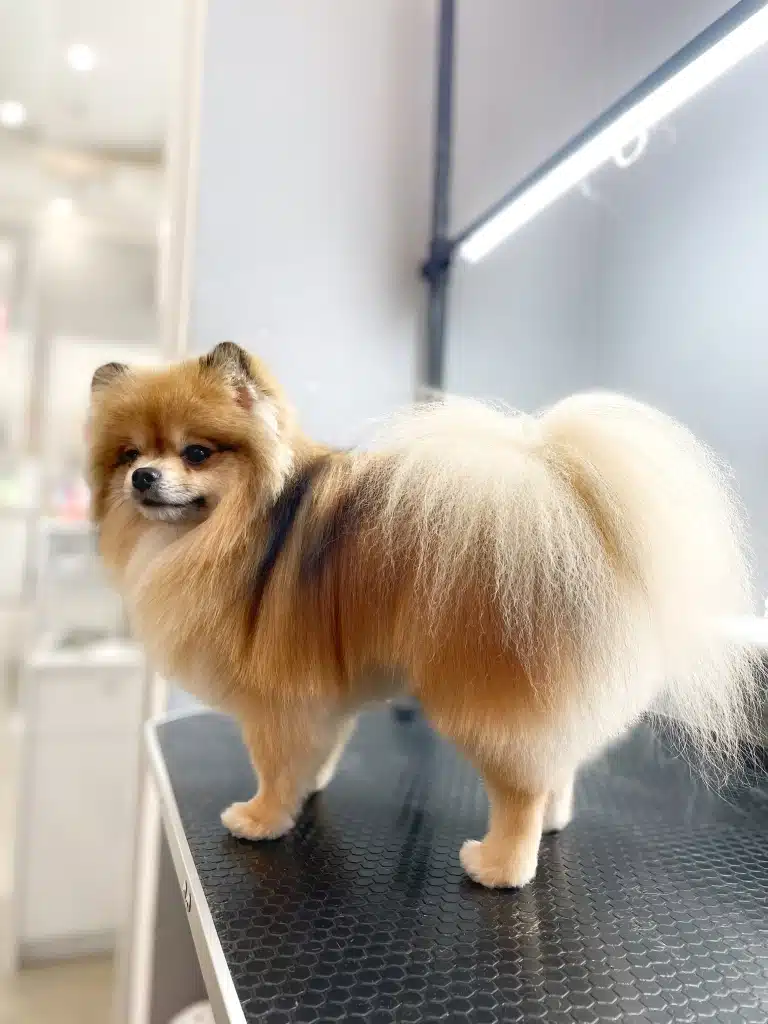 Шпіц став так, щоб було видно його пухнастий хвіст та ідеальні лінії стрижки