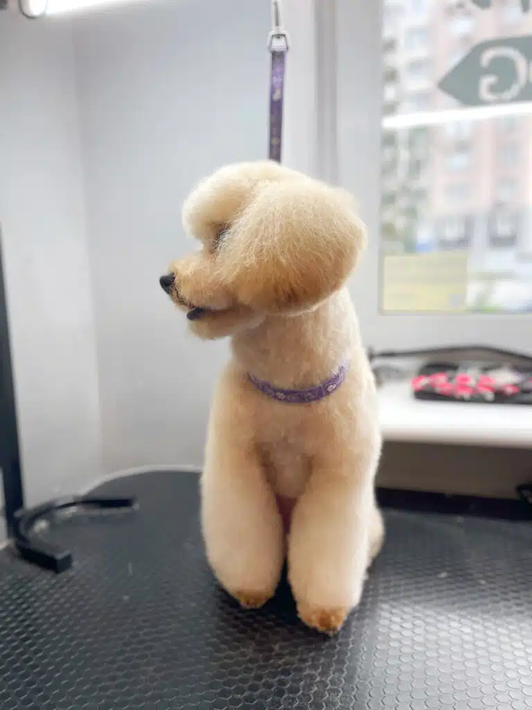 Кремовий мальтіпу з круглими та об'ємними вушками сидить прямо, а голову повернув в бік