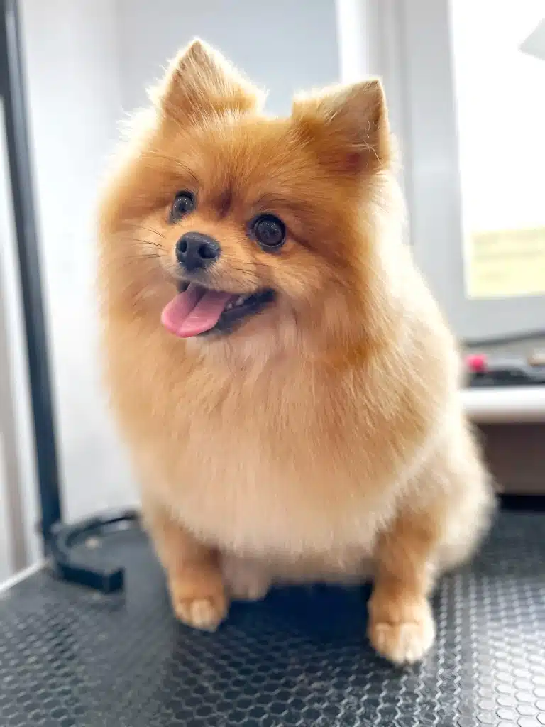 Рудий шпіц з трикутними вушками широко поставив передні лапи на столі та демонструє рожевий язик