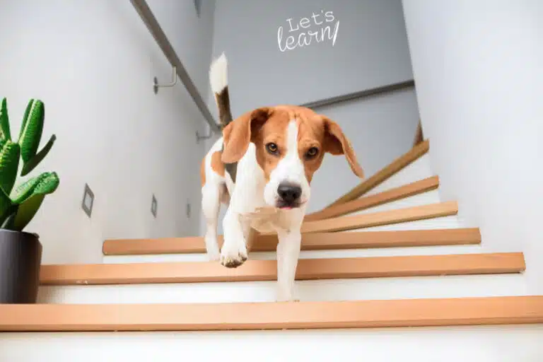 Бігль впевненно спускається сходами, на яких стоїть кактус в горщику