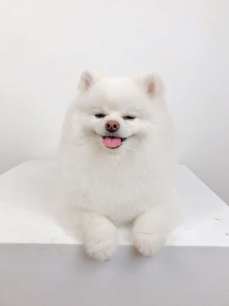 Білий шпіц примружив очі та показує рожевого язика, лежачи на білій тумбі