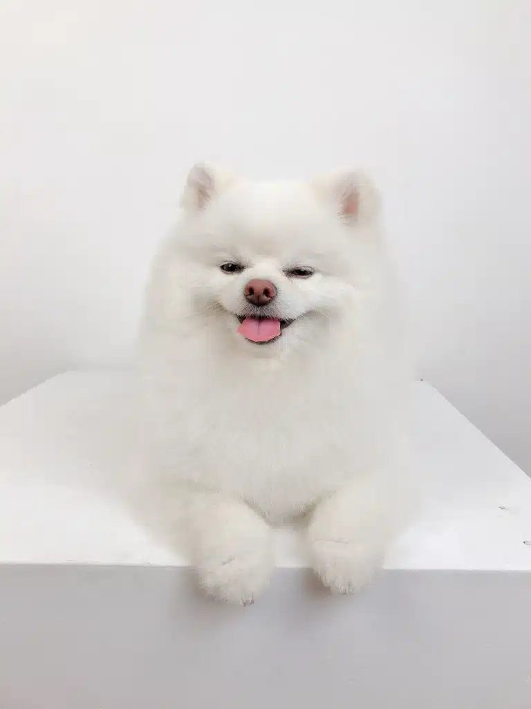 Білий шпіц примружив очі та показує рожевого язика, лежачи на білій тумбі