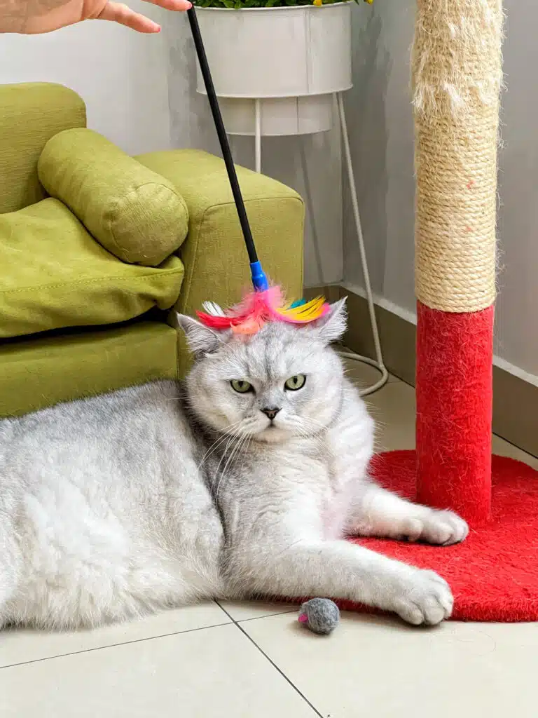 Сірий кіт лежить біля червоної дряпки, а людина поклала йому на голову кольорове пір'ячко