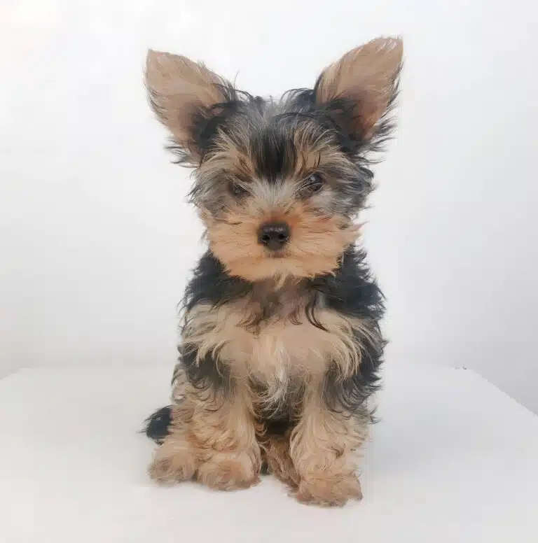 Цуценя йорка має великі трикутні вушка, що стирчать вверх, та хвилясту шерсть