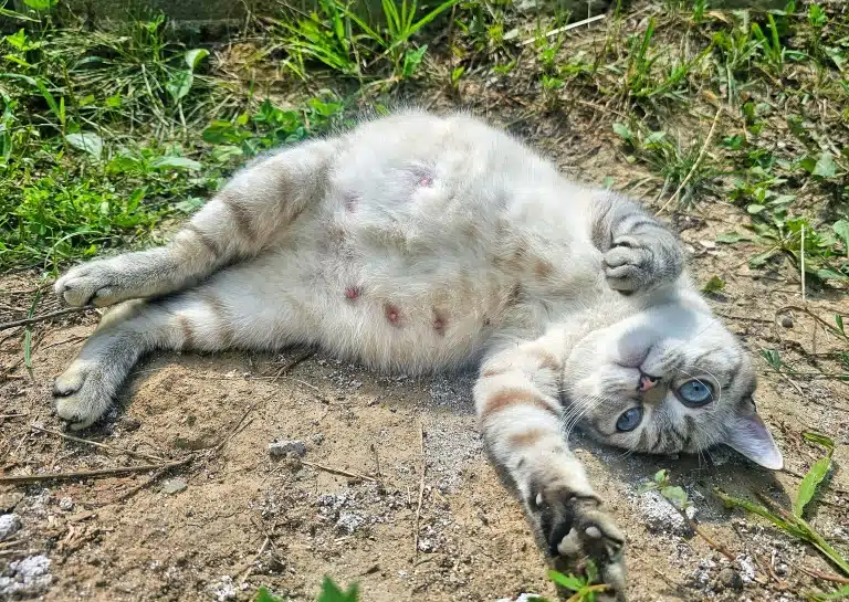 Вагітна кішка лежить боком на землі серед трави, витягнувши передню лапу