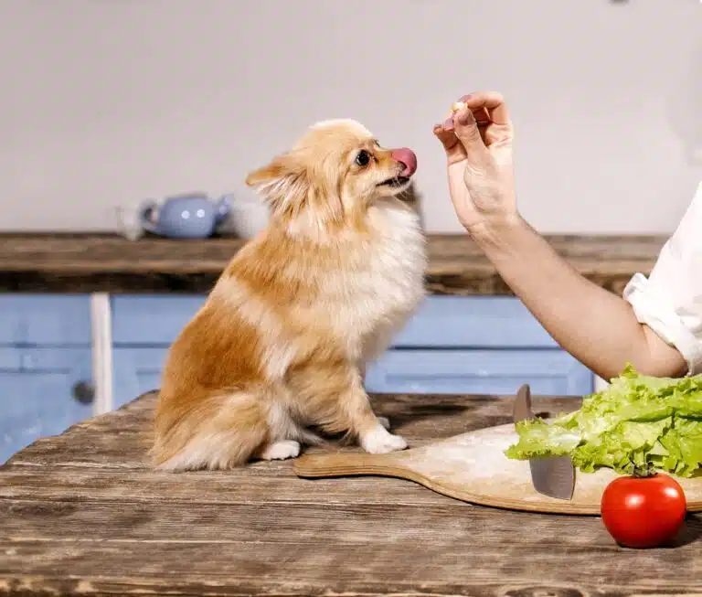 Рудий шпіц з рідкою шерстю сидить на столі та облизується, дивлячись на смаколик в руці власниці