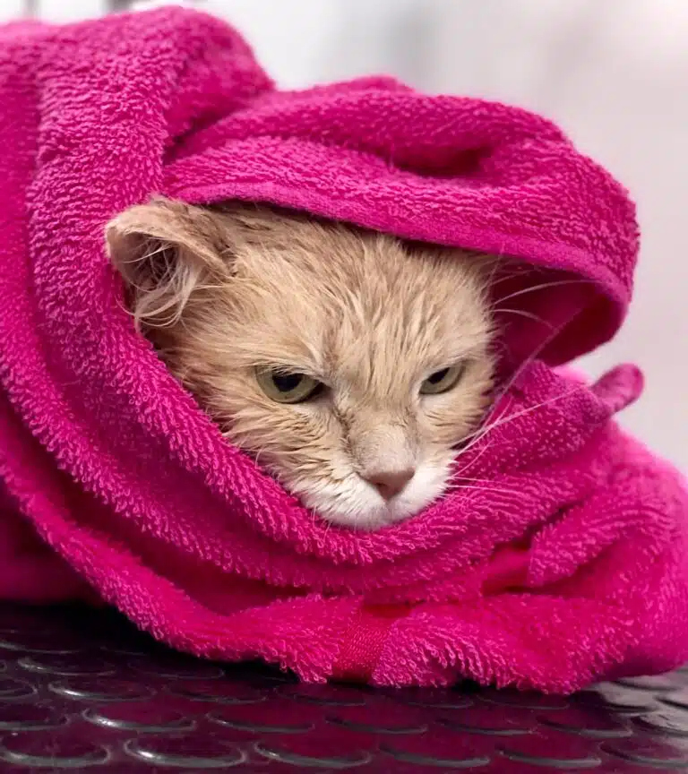 Мокрий рудий кіт загорнутий в малиновий рушник