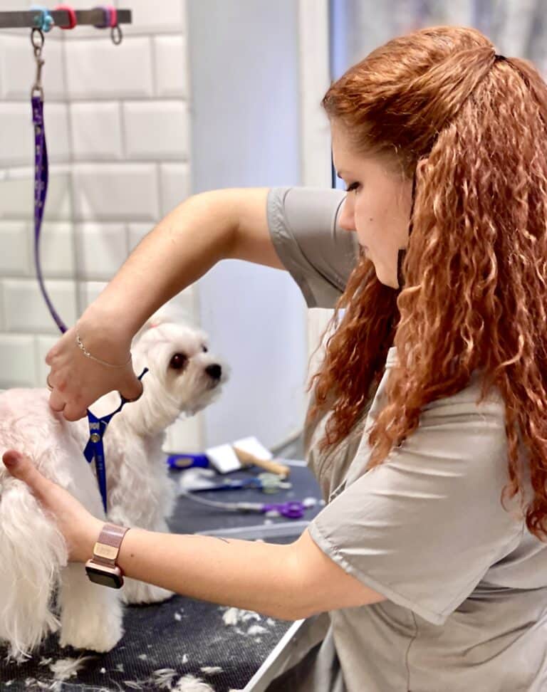 Дівчина в сірій формі синіми ножицями стриже шерсть на задній нозі мальтезе