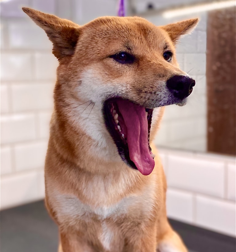 Шиба-іну сидить спиною до брудного дзеркала, відкривши рота