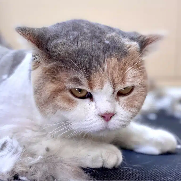 Короткошерстий кіт з рожевим носиком дивиться з-під лоба вбивчим поглядом