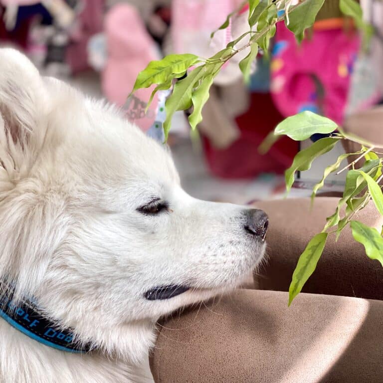 Кремовий пес спить, поклавши голову на коричневий диван біля дерева