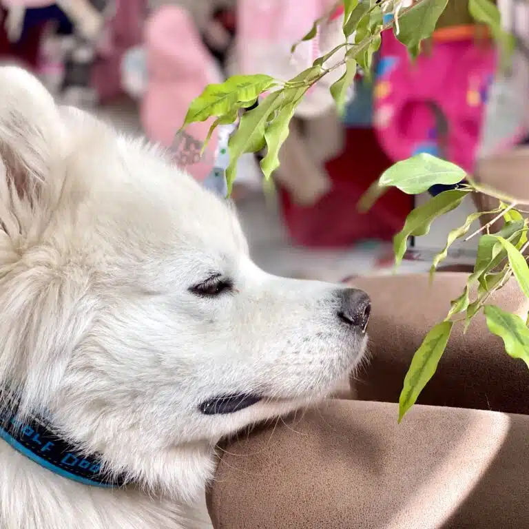 Кремовий пес спить, поклавши голову на коричневий диван біля дерева