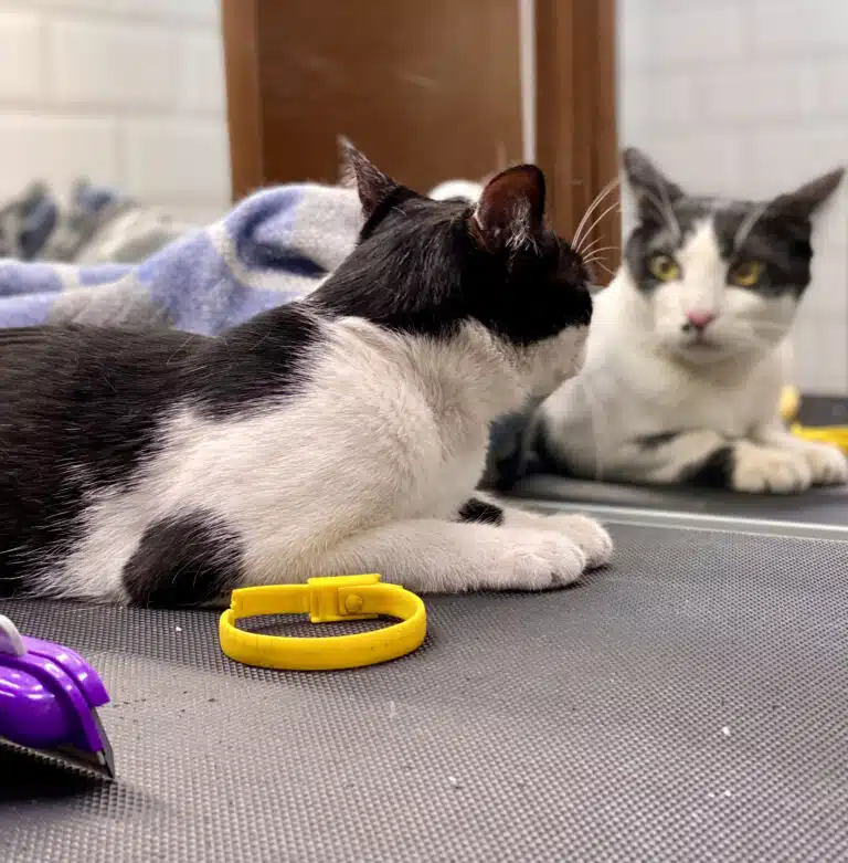 Чорно-білий короткошерстий кіт лежить перед дзеркалом поруч з жовтим нашийником