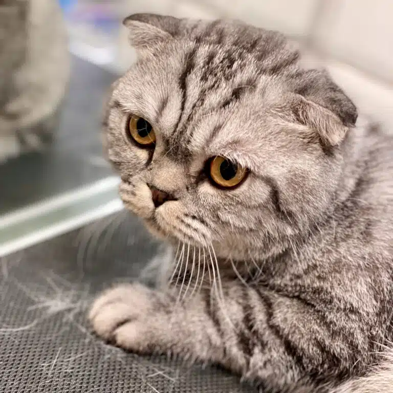 Кіт з жовтими очима притис маленькі вушка до голови, лежачи на столі з пучками шерсті