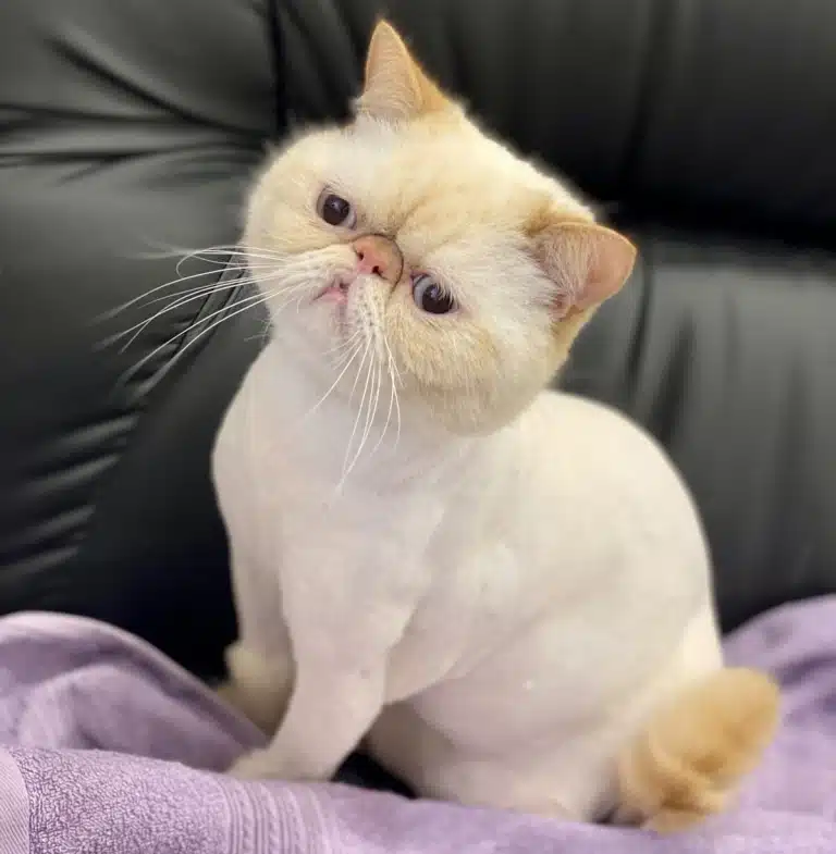 На чорному дивані лежить фіолетовий рушник, на якому відпочиває підстрижений кіт з блакитними очима