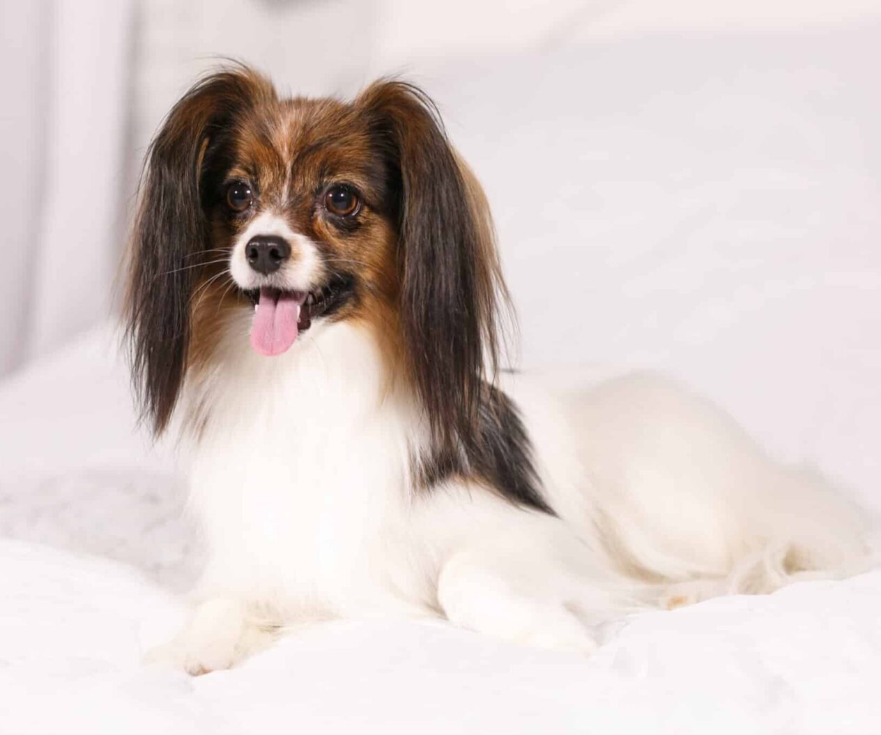 Папильон - груминг салон V.O.G DOG