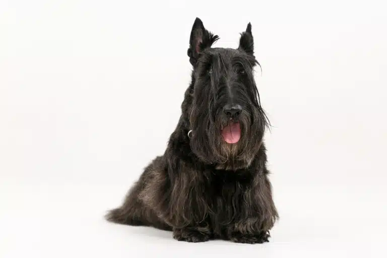 Чорний тер'єр з довгою бородою та бровами має короткі лапки