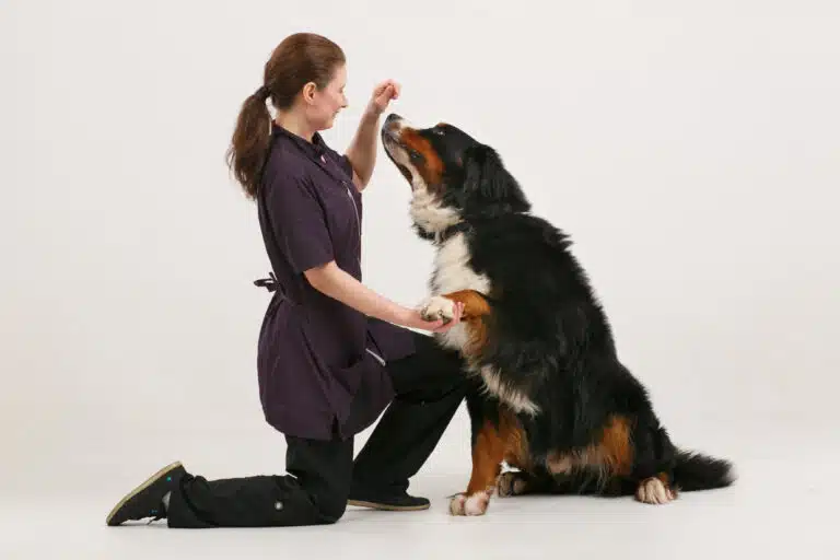 Грумерка стала на одне коліно, піднявши руку зі смаколиком над бернським зенненхундом